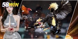Đá Gà Cựa Dao 58WIN - Sân Chơi Cá Cược Chất Lượng Cao
