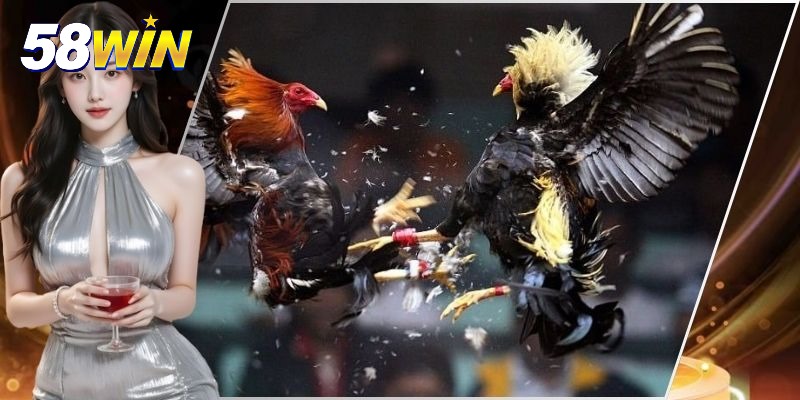 Đá Gà Cựa Dao 58WIN - Sân Chơi Cá Cược Chất Lượng Cao