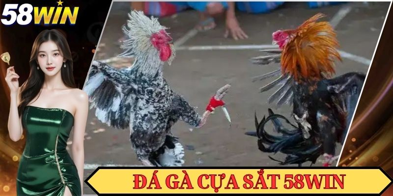 Đá Gà Cựa Sắt - Nơi Giải Trí Với Nhiều Trận Chọi Kê Tiền Tỷ