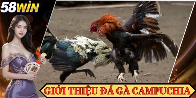 Đôi nét thông tin lý giải về đá gà Campuchia