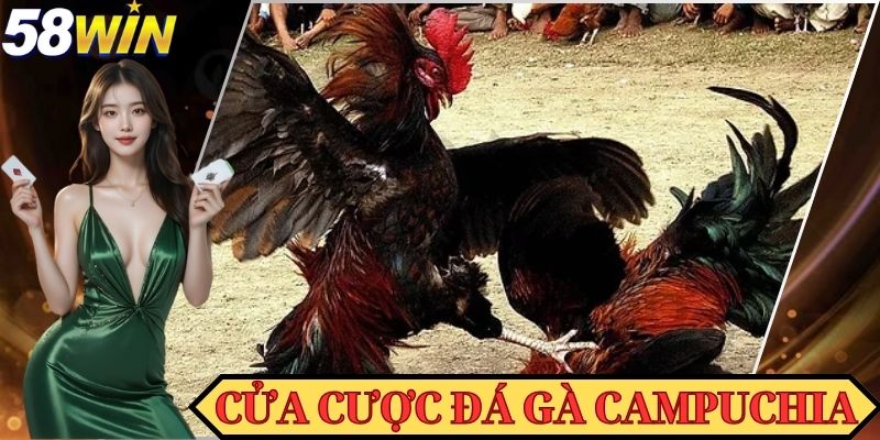 Đá gà Campuchia với nhiều cửa cược cho bạn lựa chọn